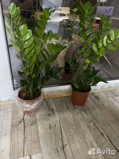 Замиокулькас 65-70