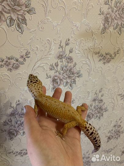 Эублефар с террариумом