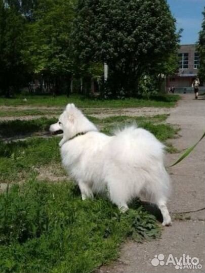 Японский шпиц щенки