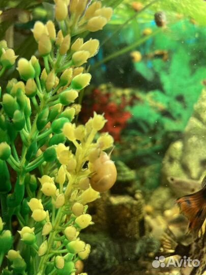 Улитки аквариумные Ампулярии