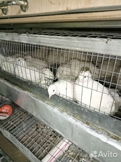 Перепела продажа