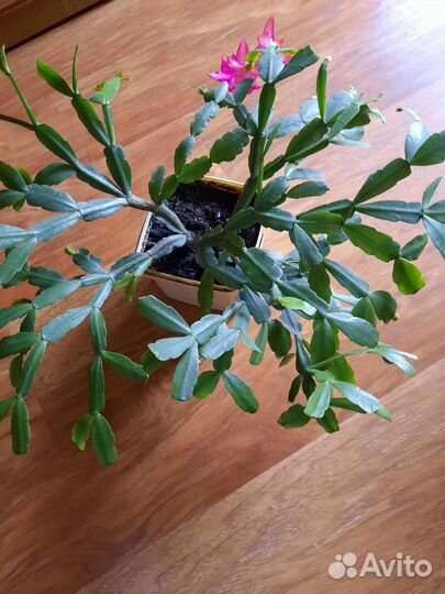 Декабрист, взрослое растение