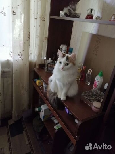 Кошечка и кот