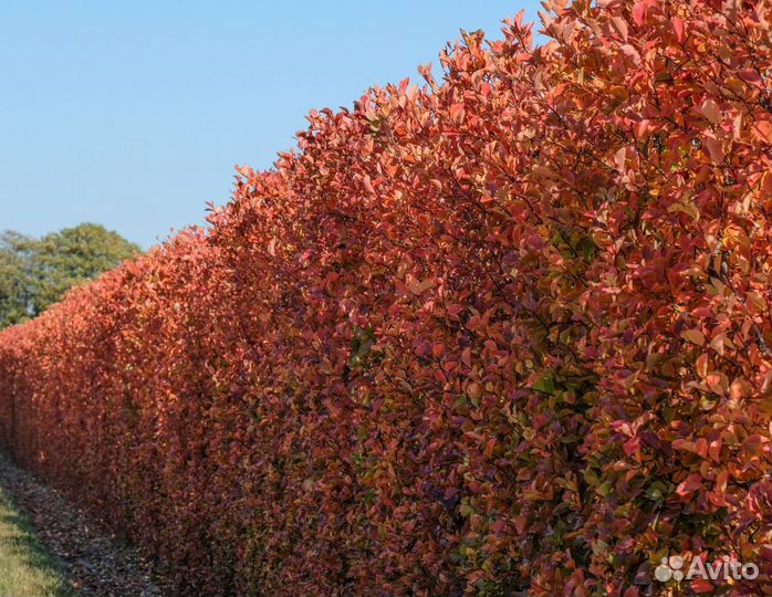 Клен Гиннала