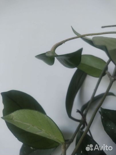 Хойя карноза