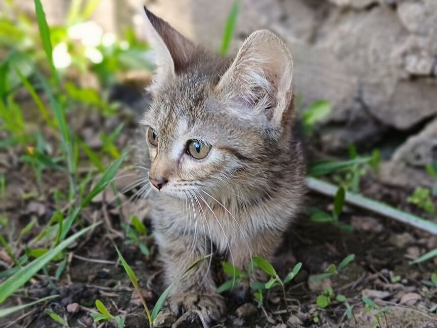 Котёнок в добрые руки