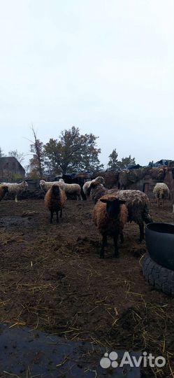 Овцы с ягнятами