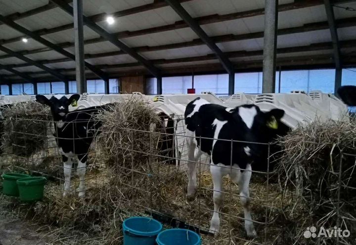 Бычки Тёлки