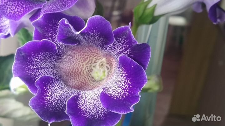 Глоксиния цветущая