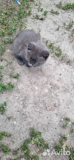 Котята в добрые руки даром