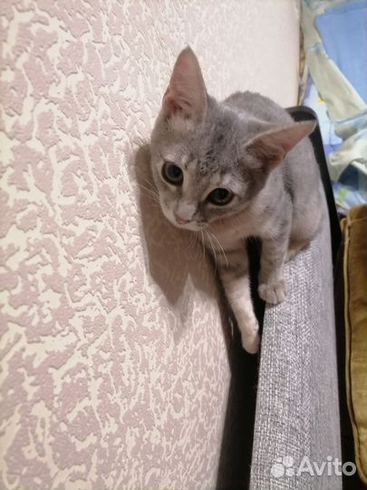 Кошки в добрые руки бесплатно