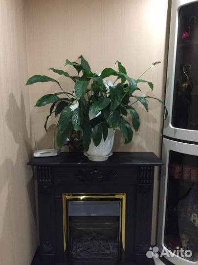 Комнатные растения