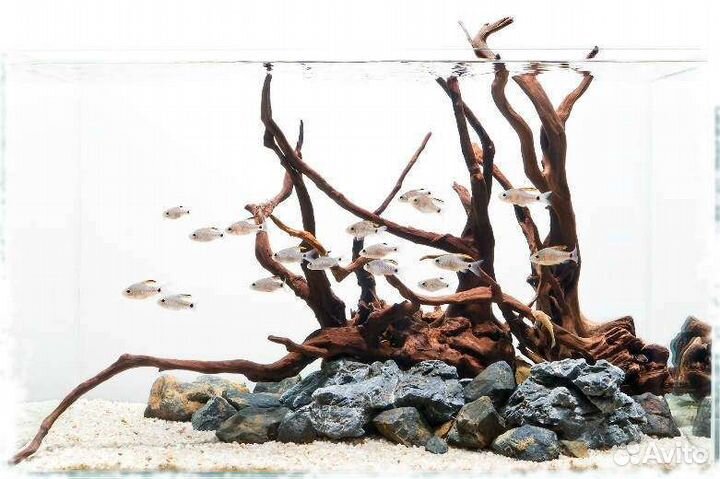 Оформление, чистка, обслуживание аквариумов и тп