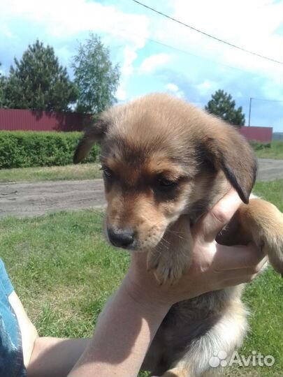 Щенки - в добрые руки отдам бесплатно