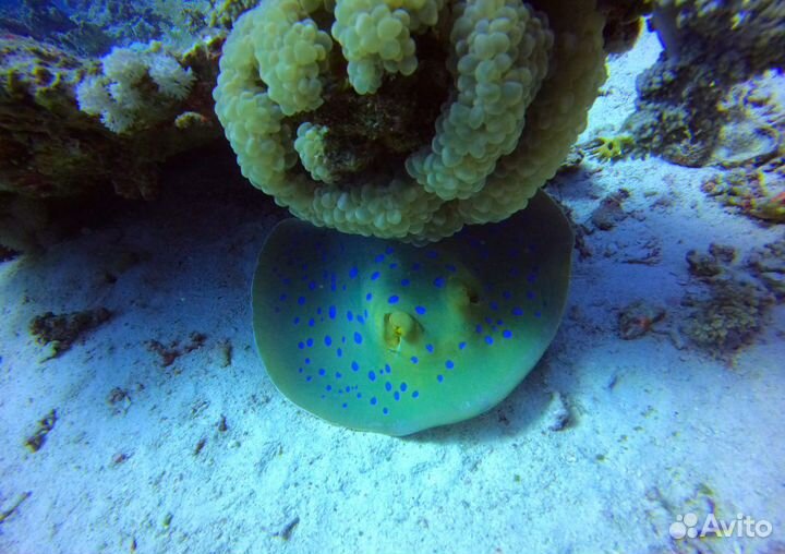 Чехол для телефона, чехол для подводной сьемки