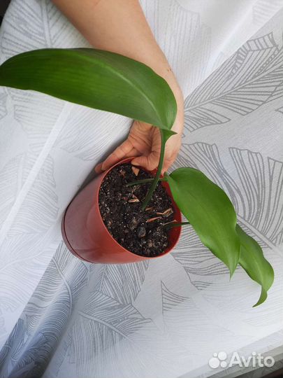 Цветы комнатные разные пеперомия эухариус