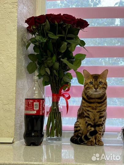 Бенгальский кот вязка
