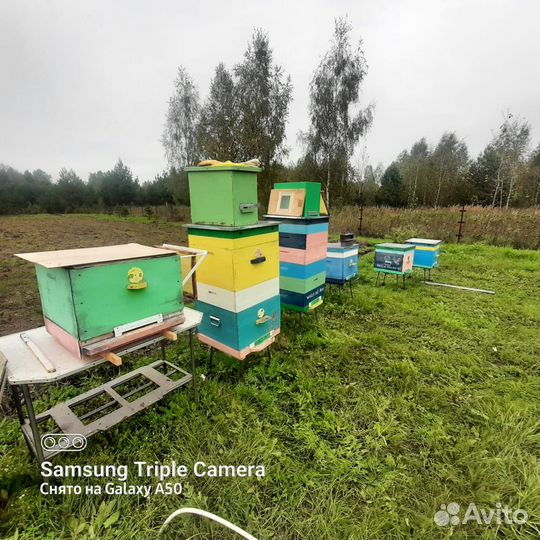 Ульи с пчелами