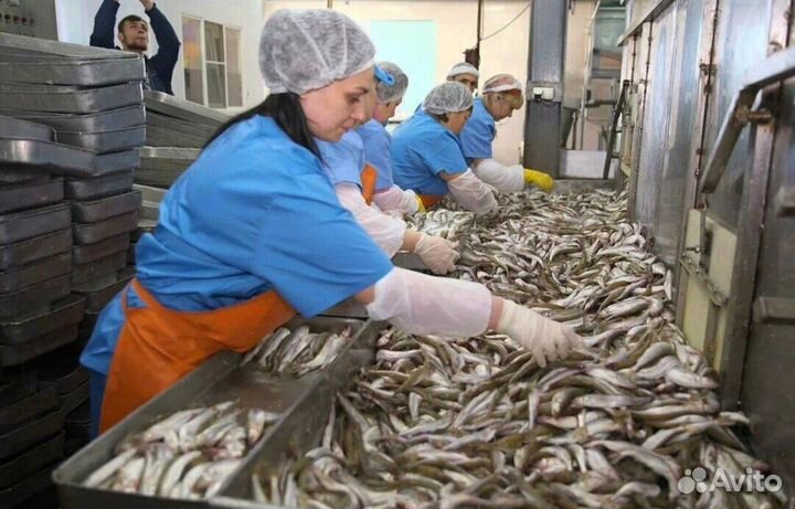 Рыбообработчик(вахтовый метод работы