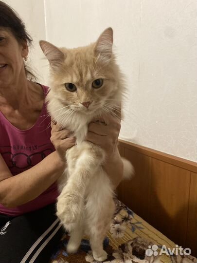 Кот котенок