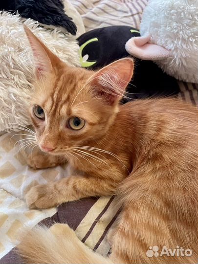 Котенок Степан сибирский рыжий