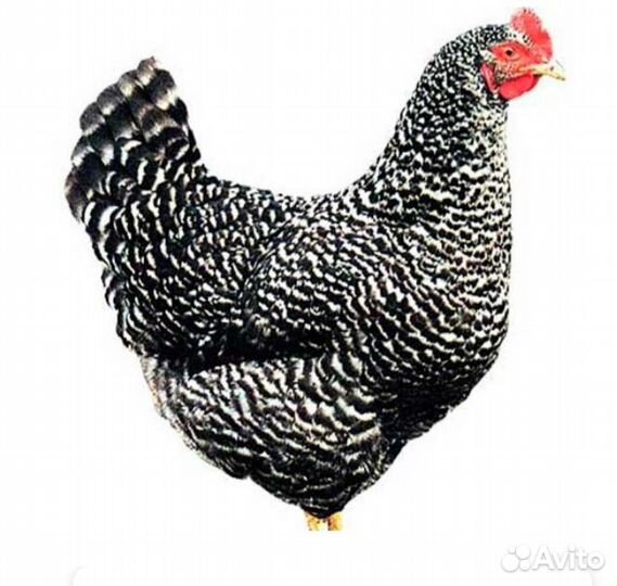 Куры цыплята доминант