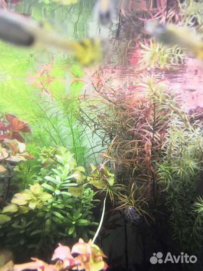 Аквариумные растения