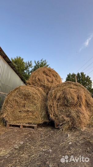 Продам сено в рулонах