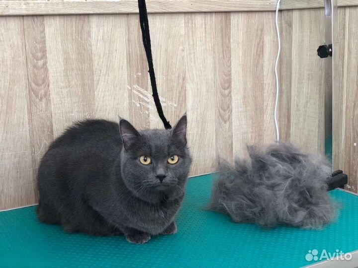 Ищу любимые,заботливые ручки Британка,бобтейл