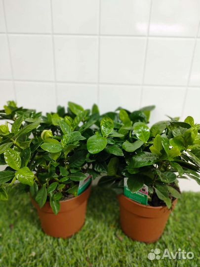 Гардения жасминовидная