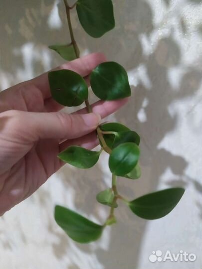 Пеперомия ампельная