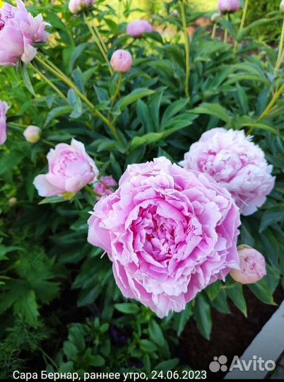Легендарная Сара Бернар (пион травянистый)