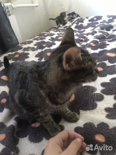 Кошка и котенок
