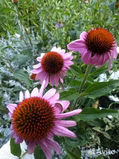 Многолетние цветы