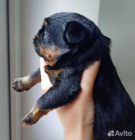 Щенки гриффона