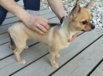 Найдена собака Чихуахуа