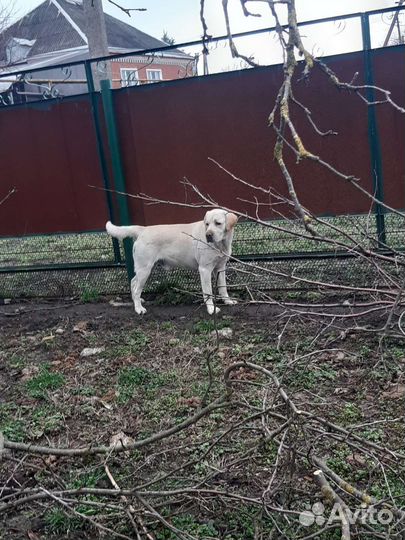 Кобель лабрадора вязка