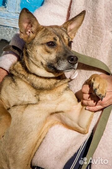 Собака в добрые руки