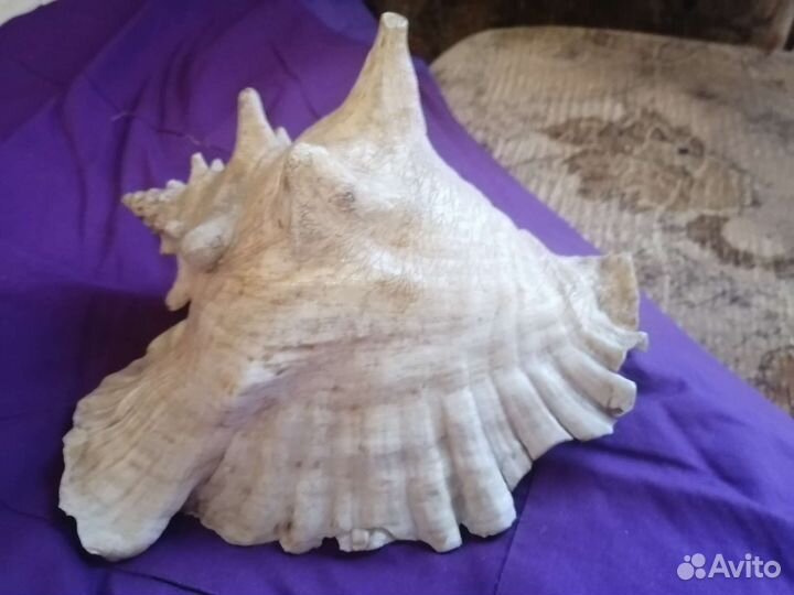 Раковины морские