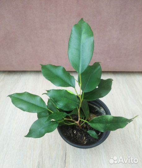 Фикус бенджамина