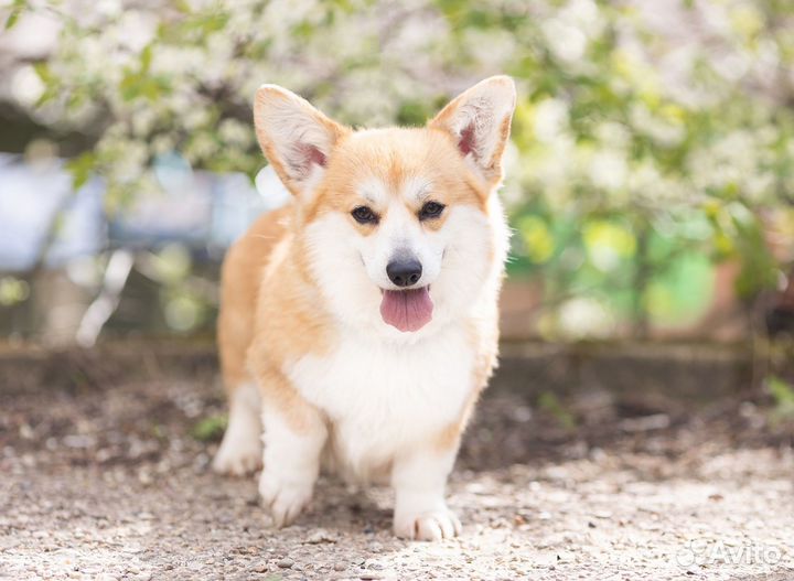 Вельш корги пемброк мальчики и девочки
