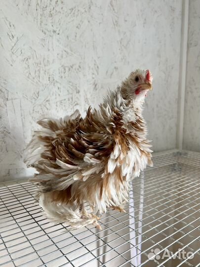 Карликовые кохинхины