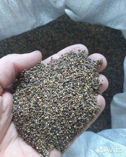 Семена люцерны сорт Сарга