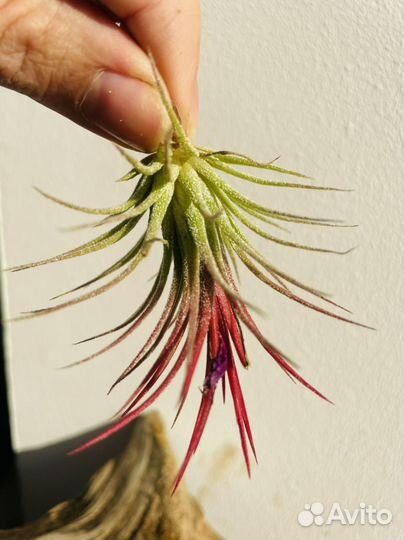 Тилландсия атмосферная