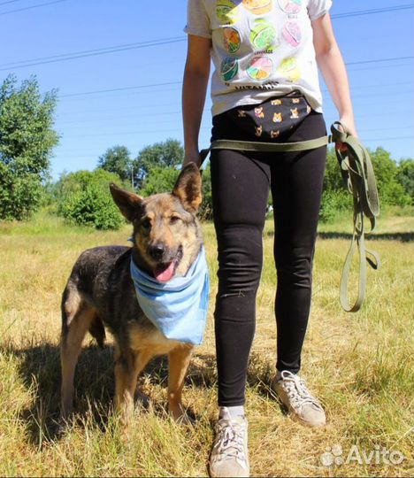 Собака Волча очень тоскует в приюте