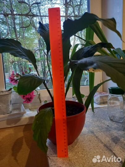 Спатифиллум