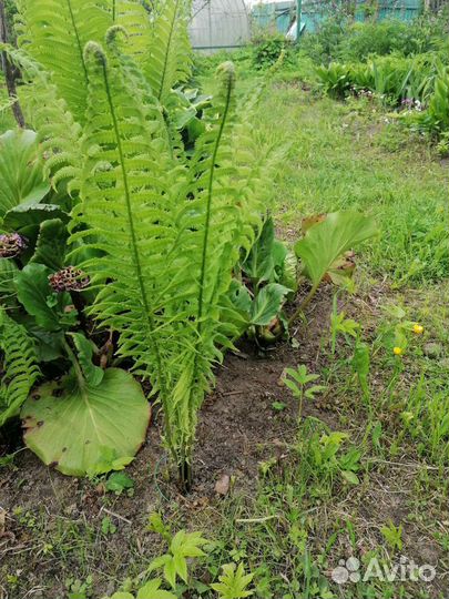 Папоротник