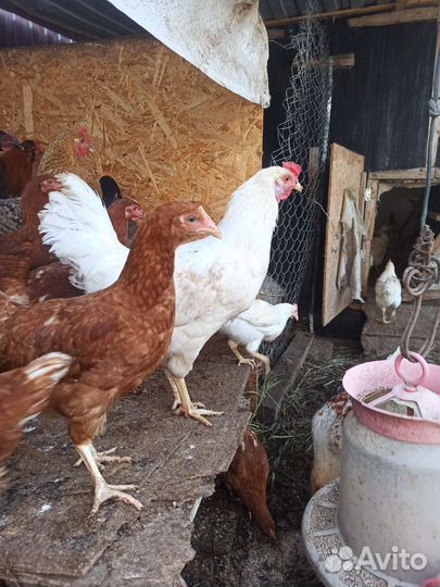 Молодые петухи