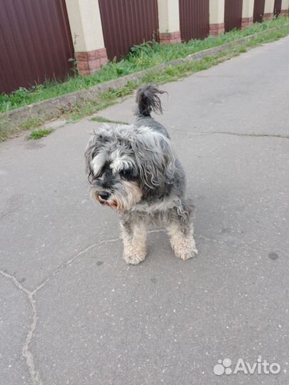 Щенок метис цвергшнауцера