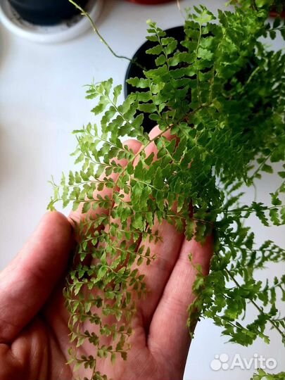 Папоротник Нефролепис ажурный